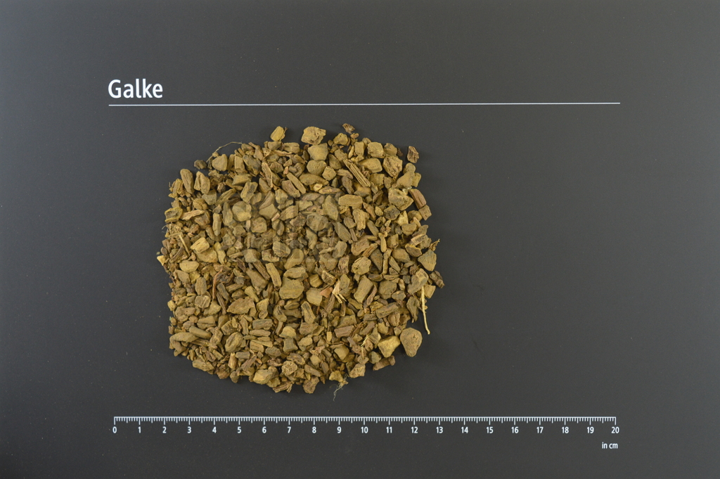 Ampfergrindwurzel geschnitten