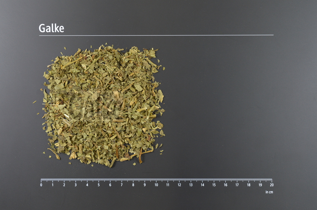 Balsamkraut geschnitten