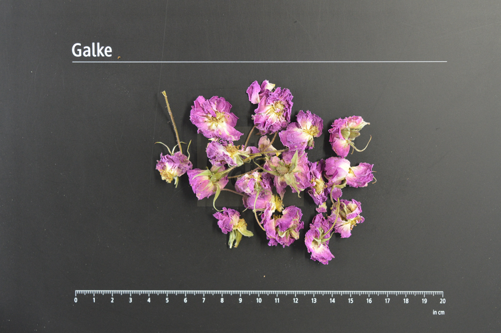 Rosenblüten rosa ganz