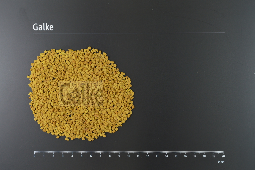 Bockshornkleesamen ganz