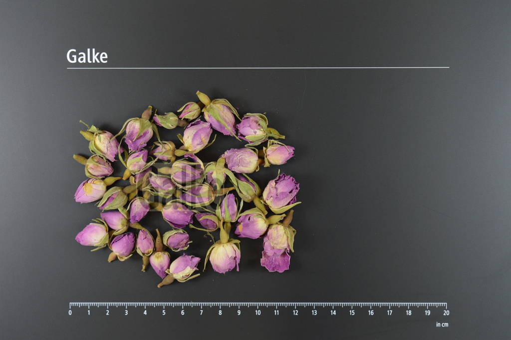 Rosenknospen rosa ganz