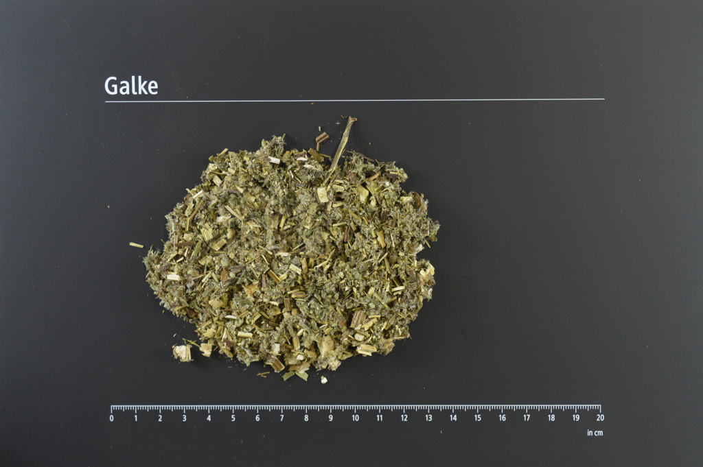 Beifußkraut geschnitten