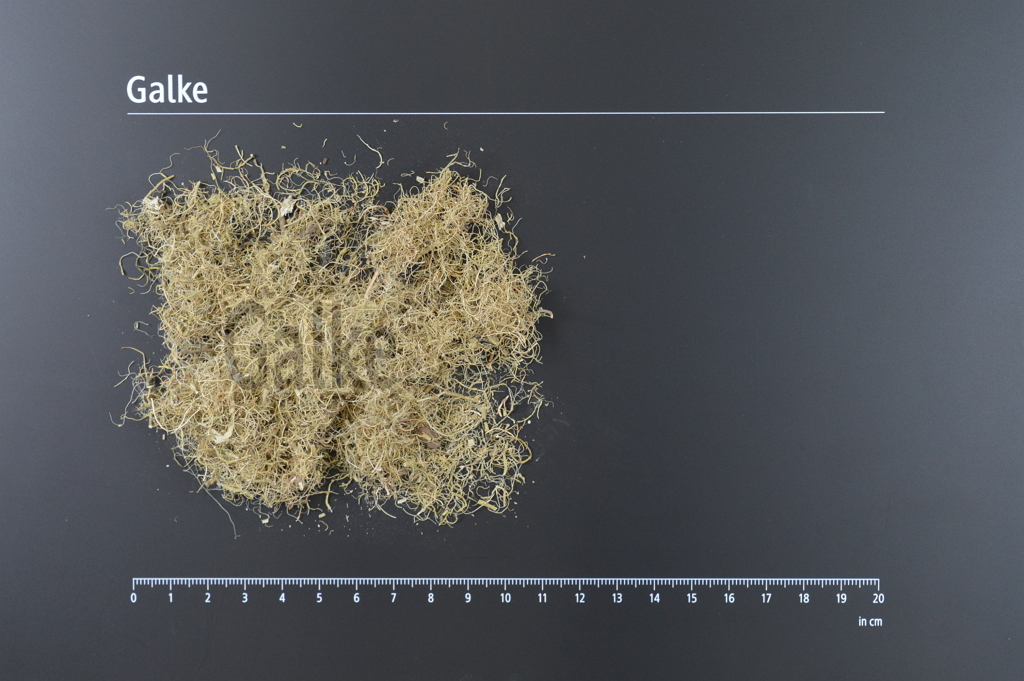 Bartflechte geschnitten