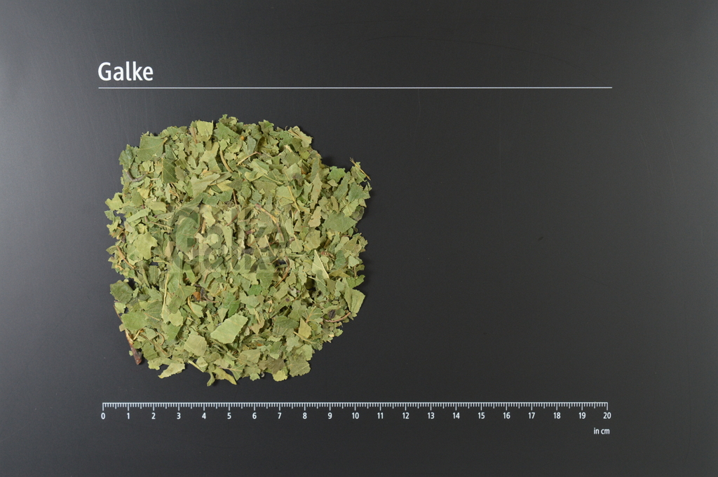 Birkenblätter BIO geschnitten