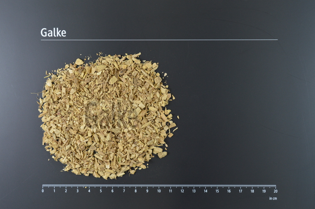 Attichwurzel geschnitten