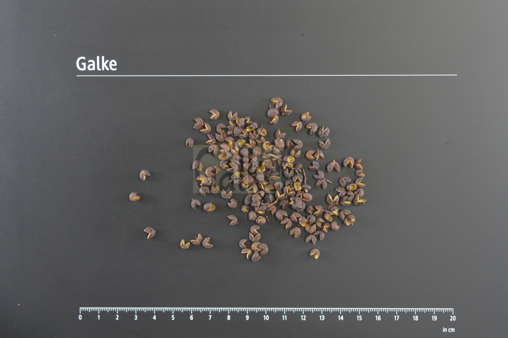 Nepal pepper whole