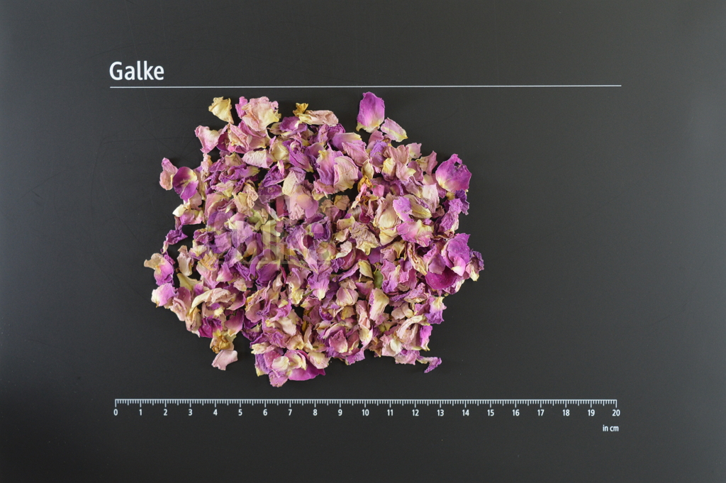 Rosenblütenblätter rosa ganz